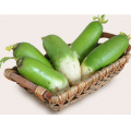 vegetable agro water plant yield hybrid F1  cherry f1 hybrid radish turnip seeds